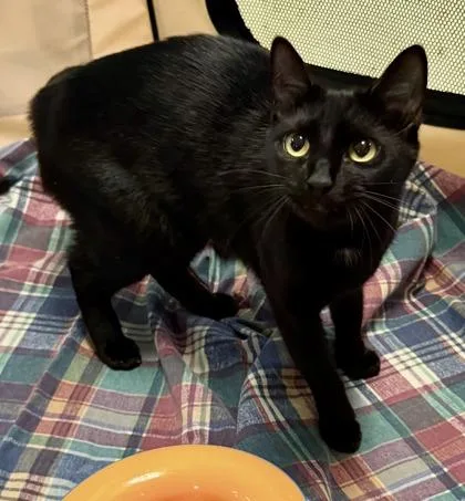 Conchita thumbnail 3