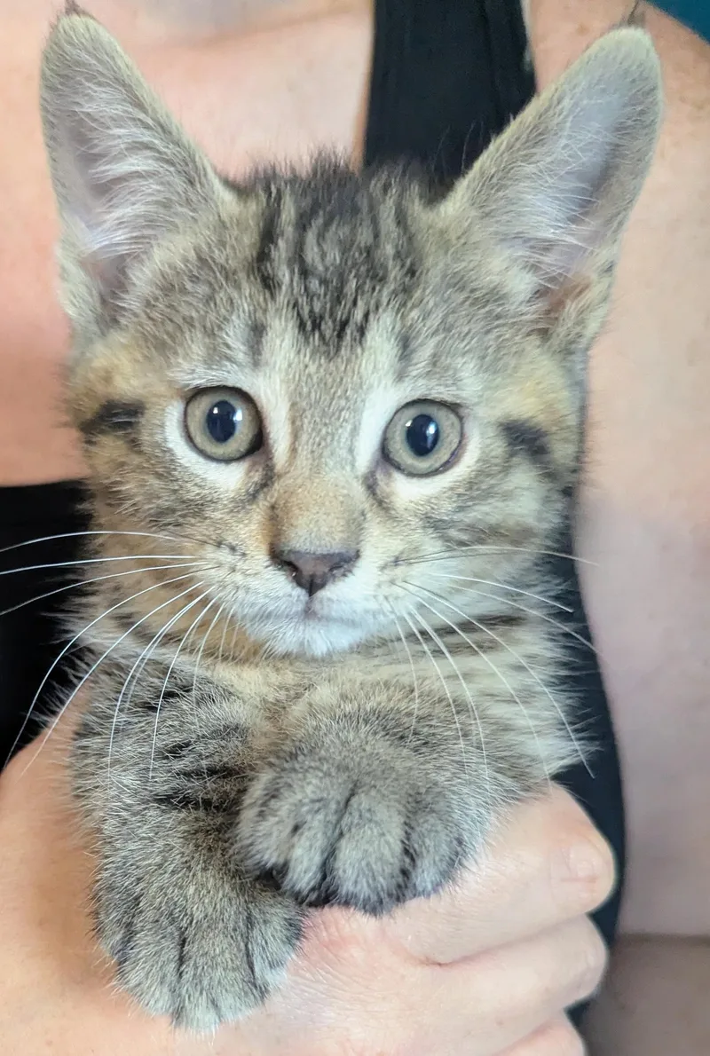 A baby small-sized male Domestic Short Hair cat named Gooseberry for adoption in BREINIGSVILLE, PA