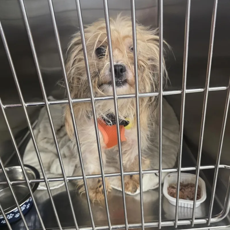 An adult small-sized female Apricot / Beige Yorkshire Terrier dog named Roo Roo D for adoption in Princeton, MN