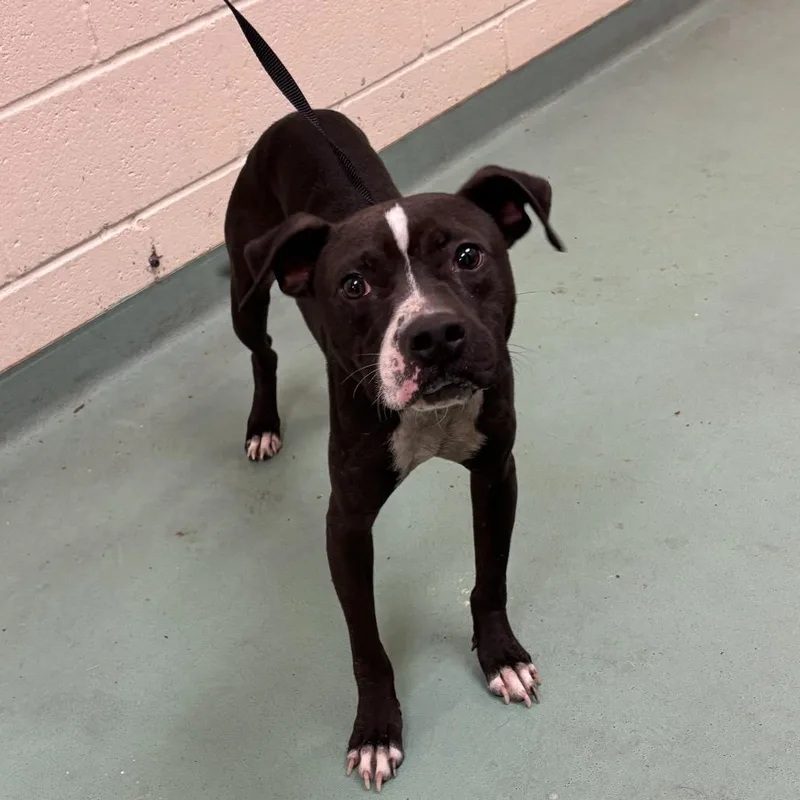 An adult medium-sized male Black Mixed Breed dog named Beale for adoption in Memphis, TN