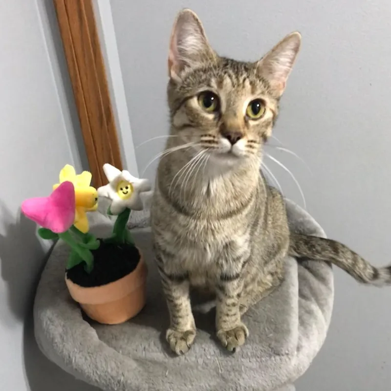 An adult medium-sized female Tabby (Brown / Chocolate) Tabby cat named Biscuit for adoption in Orland Park, IL