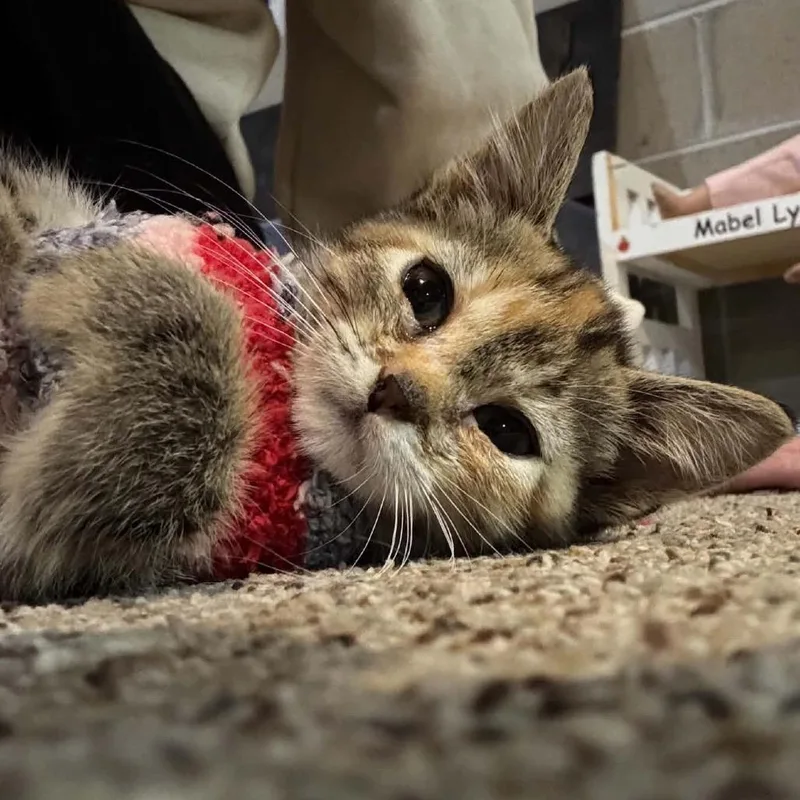 A baby small-sized female Brown / Chocolate Domestic Short Hair cat named Culvert for adoption in Buffalo, MN