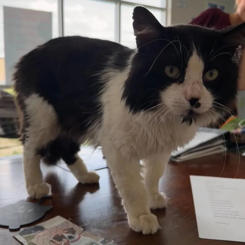 An adult large-sized male Black Domestic Medium Hair cat named Henry for adoption in Mount Vernon, IN