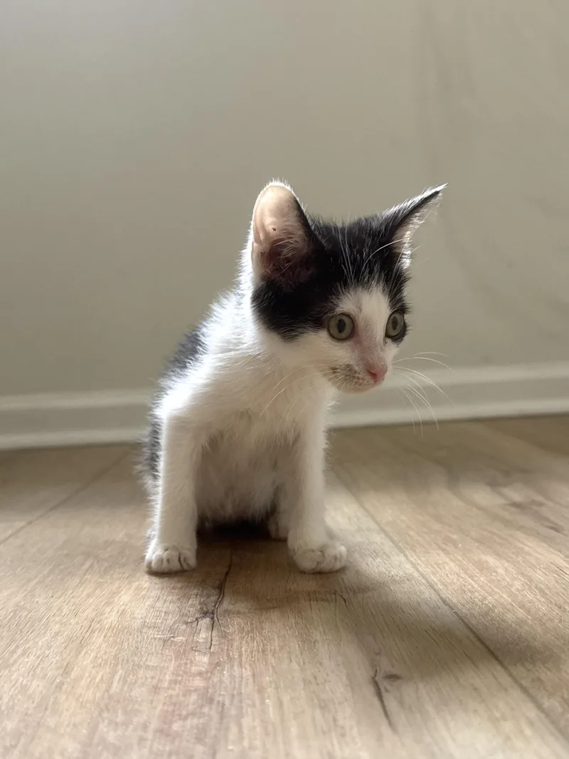 A baby medium-sized male Black & White / Tuxedo Domestic Short Hair cat named Buzz Lightyear for adoption in Columbia, SC