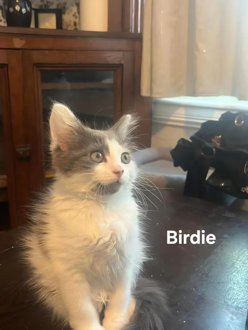 A baby medium-sized female Gray & White Domestic Long Hair cat named Birdie for adoption in Chicopee, MA