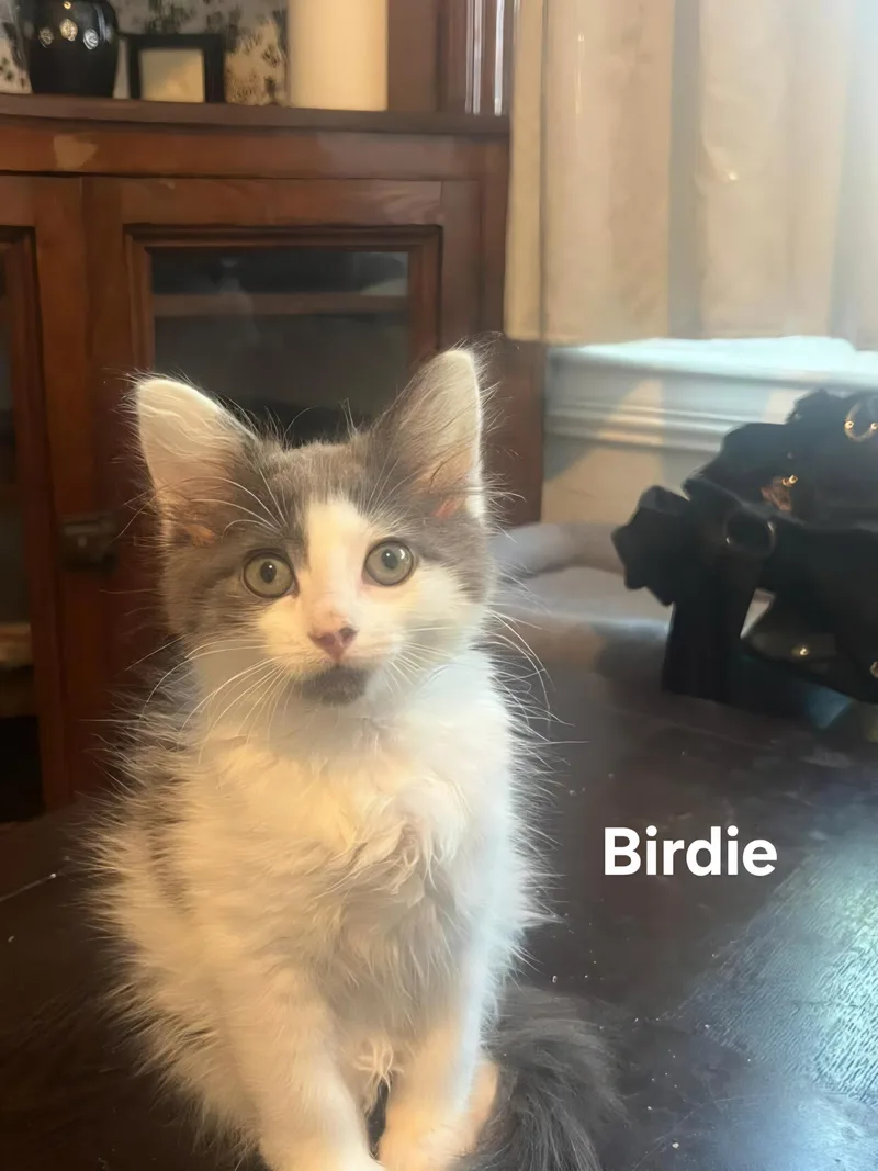 Birdie thumbnail 2