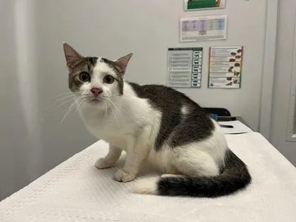 An adult medium-sized male White Domestic Short Hair cat named Dawg Lemons for adoption in Kansas City, MO