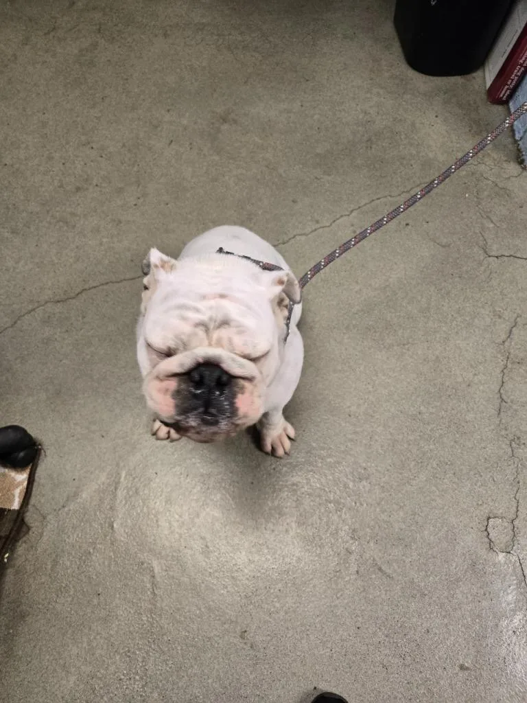 Pedro