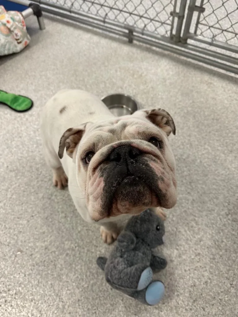 Pedro thumbnail 3
