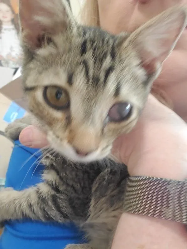 A young medium-sized male Tabby (Brown / Chocolate) Domestic Short Hair cat named MercedesBenz for adoption in Cincinnati, OH
