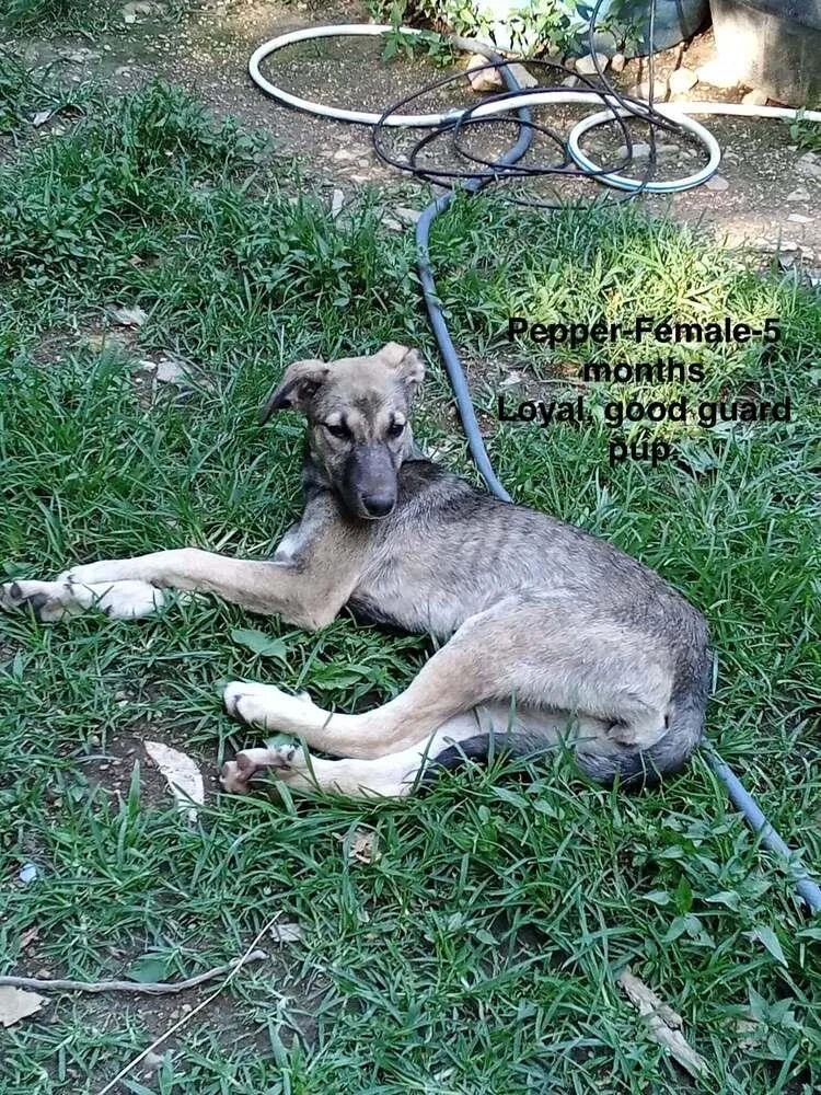 A baby large-sized female Brown / Chocolate Anatolian Shepherd dog named Poor Babies : Tammy for adoption in Aurora, IN