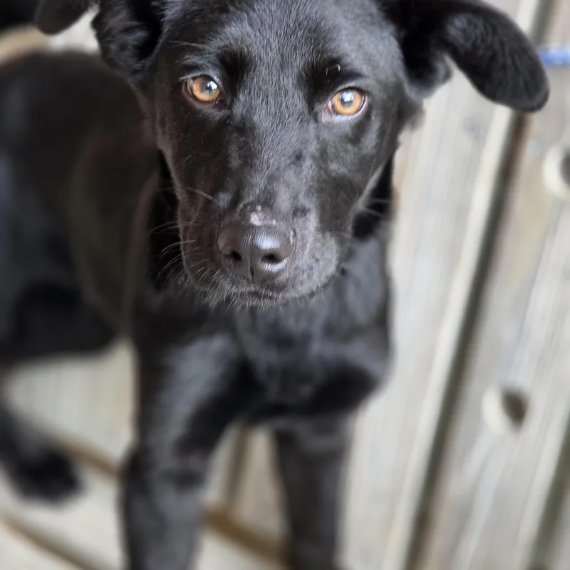 A young medium-sized male Black Labrador Retriever dog named Maverick for adoption in Parsons, KS