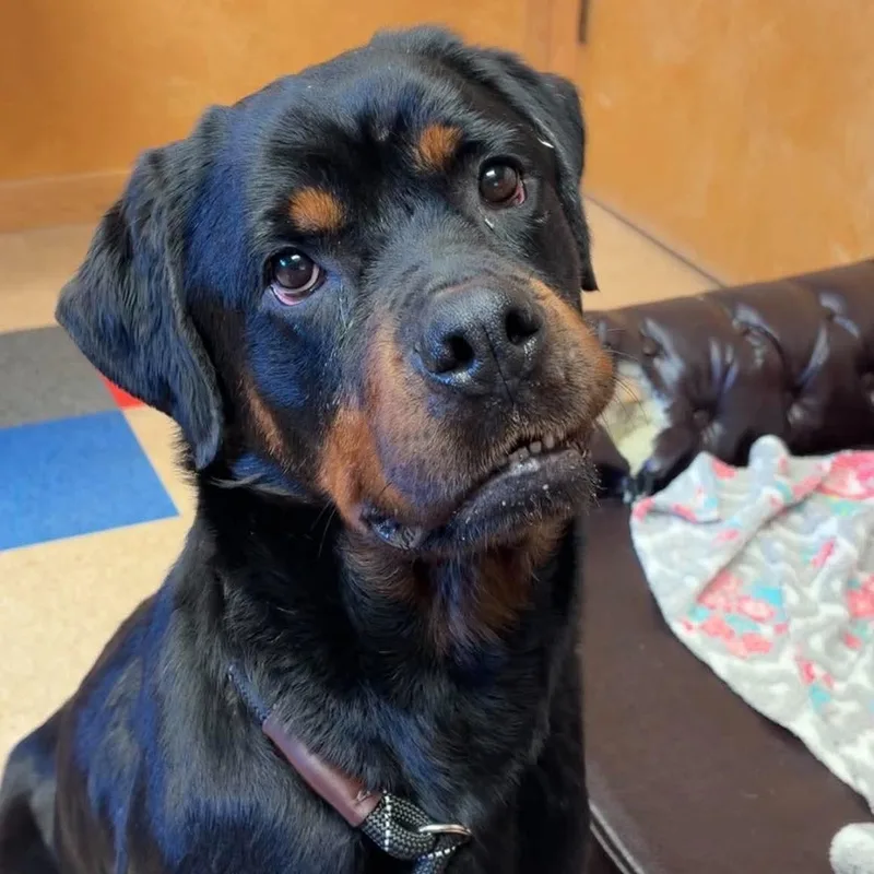A young large-sized female Rottweiler dog named Peach for adoption in Valparaiso, IN
