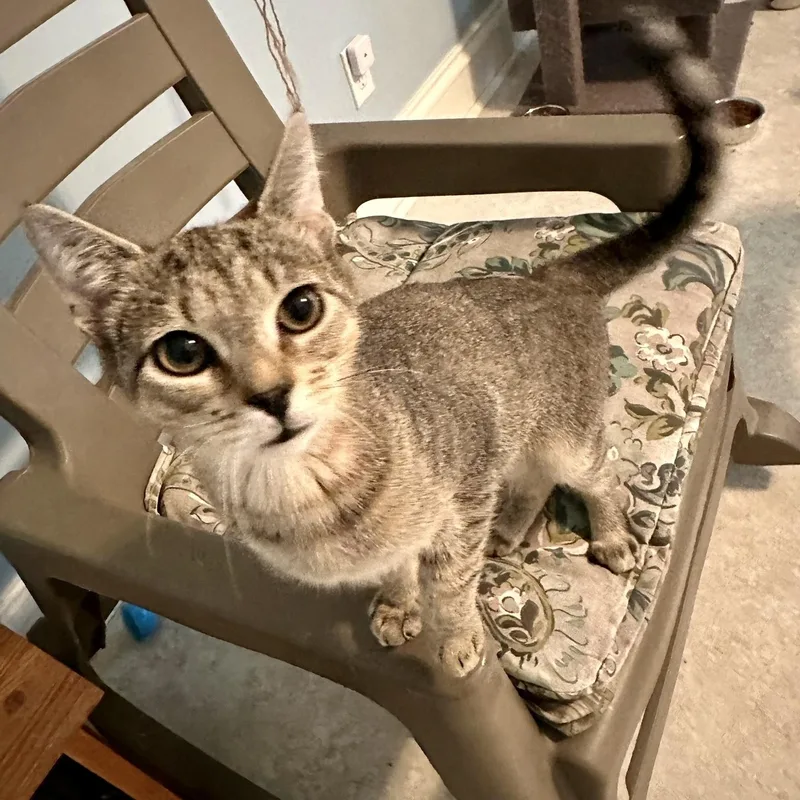 A baby medium-sized female Tabby (Brown / Chocolate) Domestic Short Hair cat named Howie for adoption in Cincinnati, OH