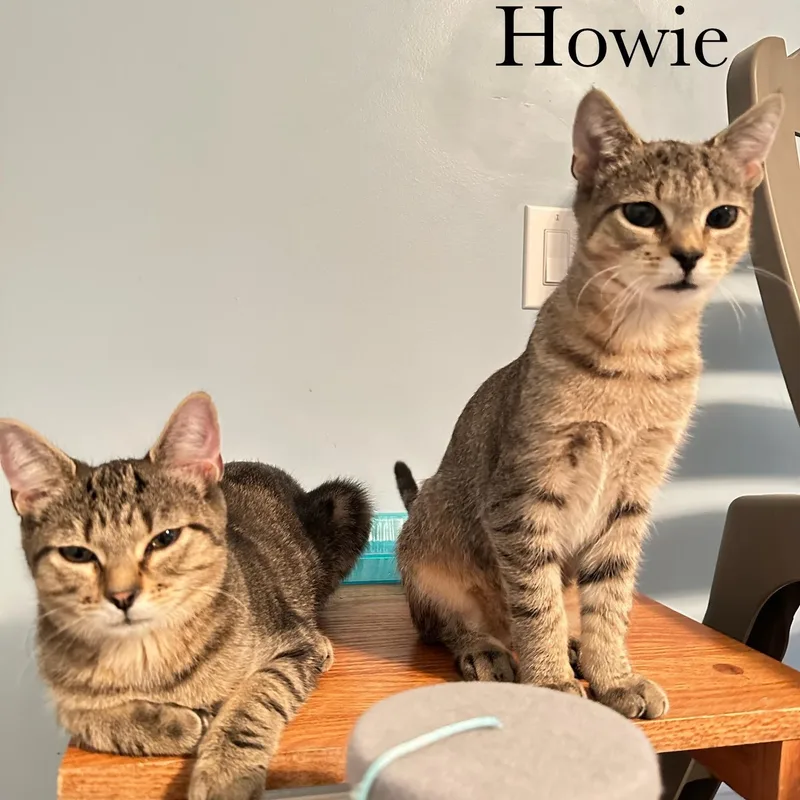 Howie thumbnail 4
