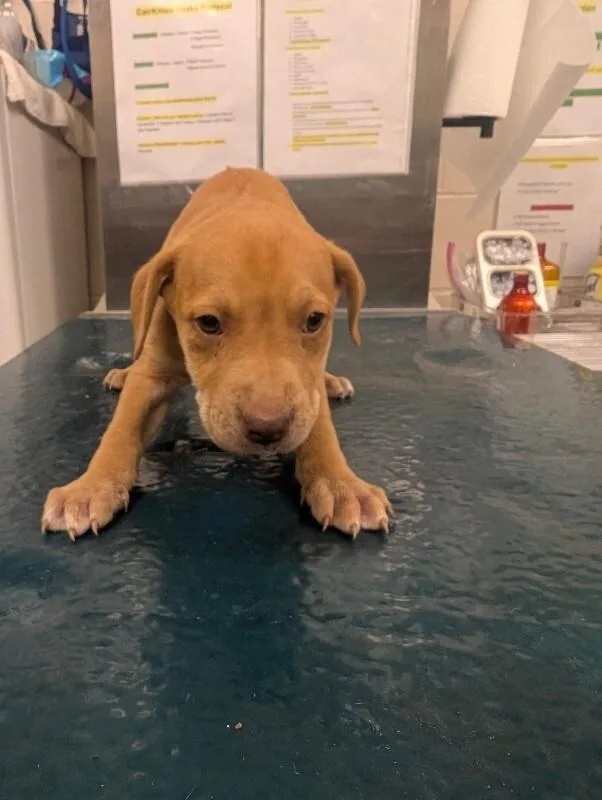 A young small-sized female Golden Labrador Retriever dog named Sophia for adoption in Mobile, AL