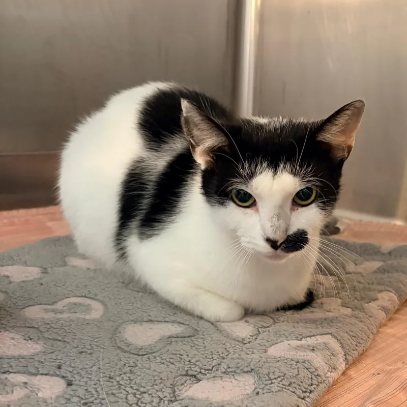 A young medium-sized female White Domestic Short Hair cat named Myrtle  Belleville PetSmart for adoption in Belleville, IL