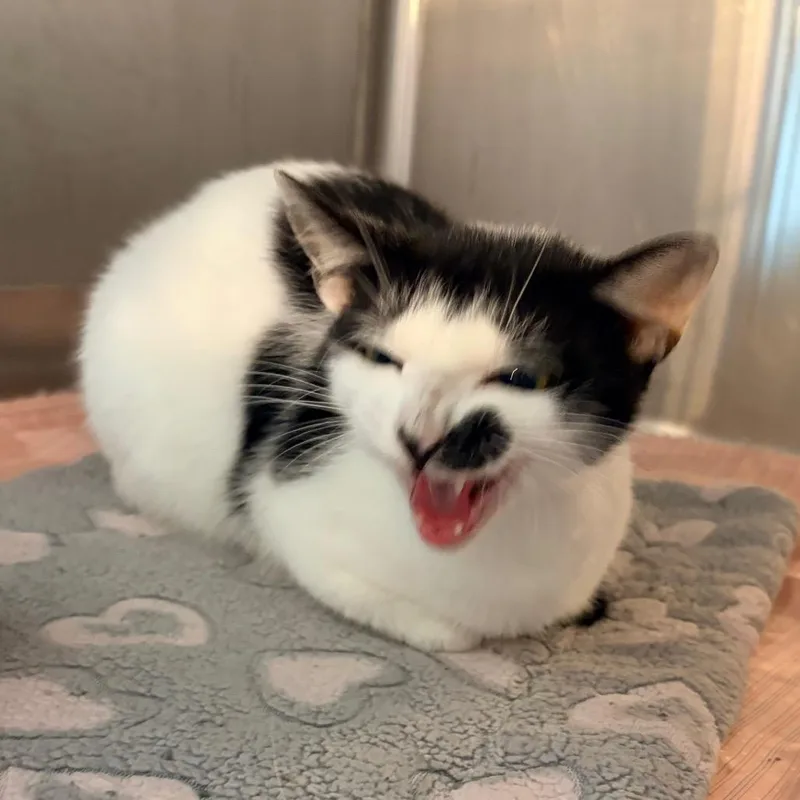 Myrtle  Belleville PetSmart thumbnail 2