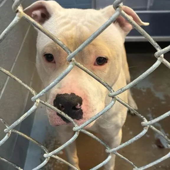 An adult medium-sized male White / Cream Mixed Breed dog named Whiteout for adoption in Gadsden, AL