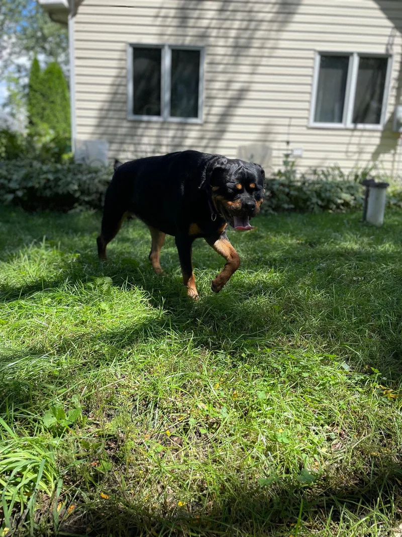 An adult large-sized female Rottweiler dog named Ingrid for adoption in Island Lake, IL