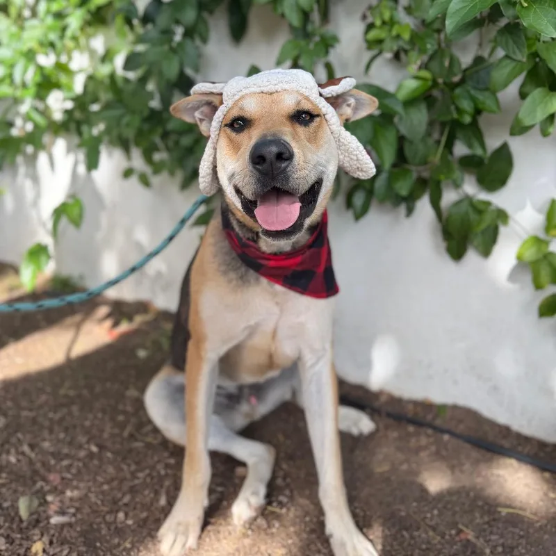 A young large-sized male Yellow / Tan / Blond / Fawn Black Mouth Cur dog named Roy for adoption in Santa Barbara, CA