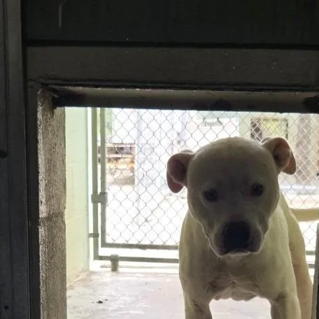A young medium-sized male White / Cream American Staffordshire Terrier dog named Krypto for adoption in Mount Sterling, KY