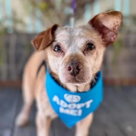 A senior small-sized male Yellow / Tan / Blond / Fawn Chihuahua dog named Otter for adoption in Pacific Grove, CA