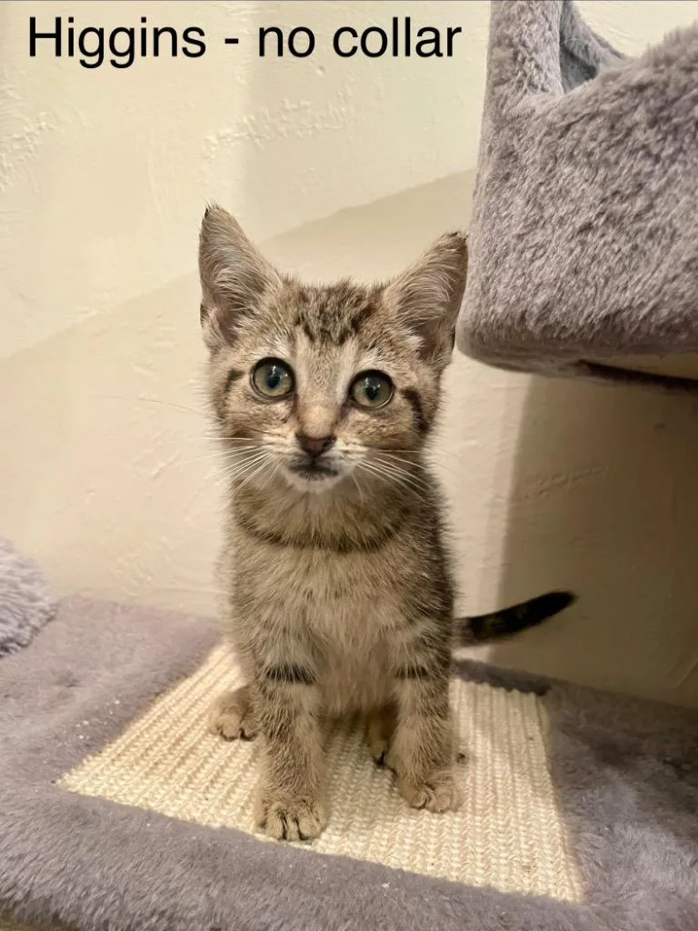 A baby medium-sized male Domestic Medium Hair cat named Higgins for adoption in New Kensington, PA