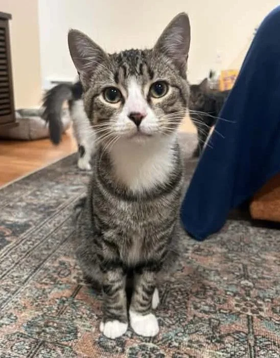 A baby medium-sized male Tabby (Gray / Blue / Silver) Domestic Short Hair cat named Axel for adoption in Breinigsville, PA