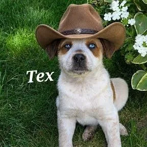 A baby medium-sized male Cattle Dog dog named Tex for adoption in Allyn, WA