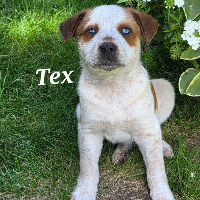 Tex thumbnail 2