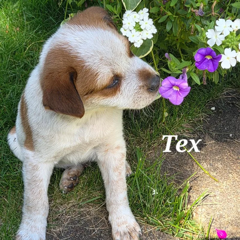 Tex thumbnail 3