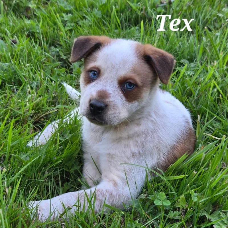 Tex thumbnail 6