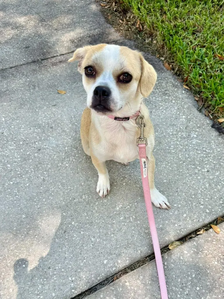A baby medium-sized female Chihuahua dog named Sweetie Pie for adoption in Tampa, FL