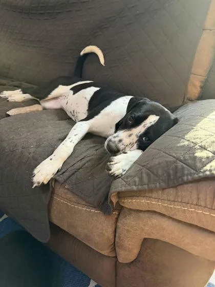 A young medium-sized female Mixed Breed dog named Lanie for adoption in Daytona Beach, FL