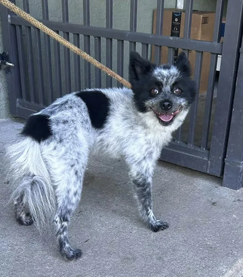 An adult small-sized male Australian Cattle Dog / Blue Heeler dog named Romeo for adoption in Sebring, FL