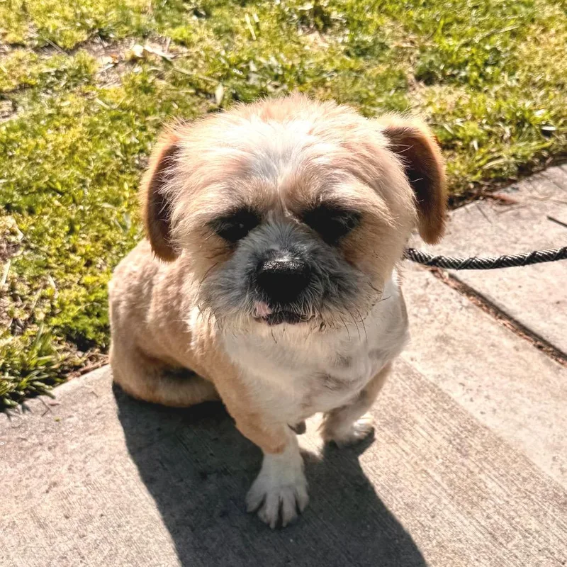 An adult medium-sized male White / Cream Terrier dog named Torro  Chino Hills for adoption in Chino Hills, CA