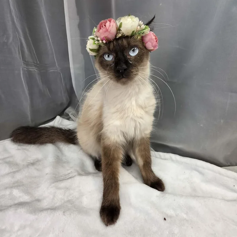 A young medium-sized female Cream Point Siamese cat named Marie for adoption in Foley, AL