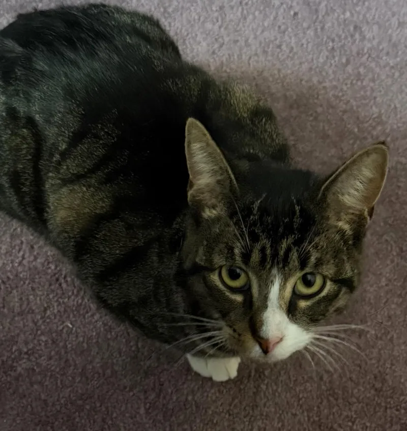 An adult medium-sized female Tabby (Gray / Blue / Silver) Domestic Short Hair cat named Tink for adoption in Nutley, NJ