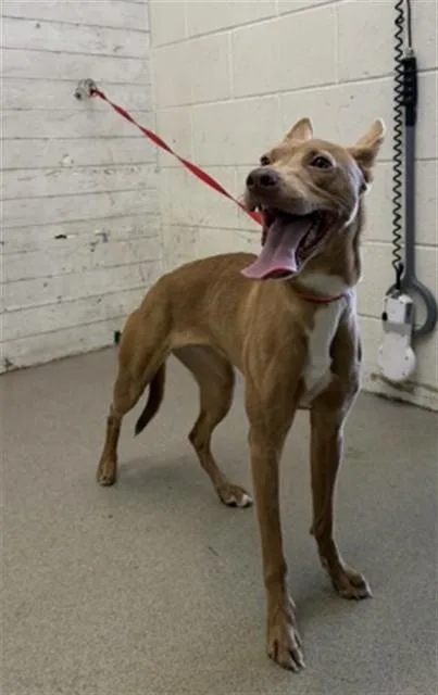 A young small-sized female Pit Bull Terrier dog named Everest for adoption in San Bernardino, CA