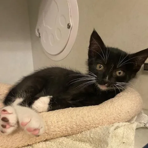 A baby small-sized male Black Domestic Short Hair cat named Jmac for adoption in Dayton, OH