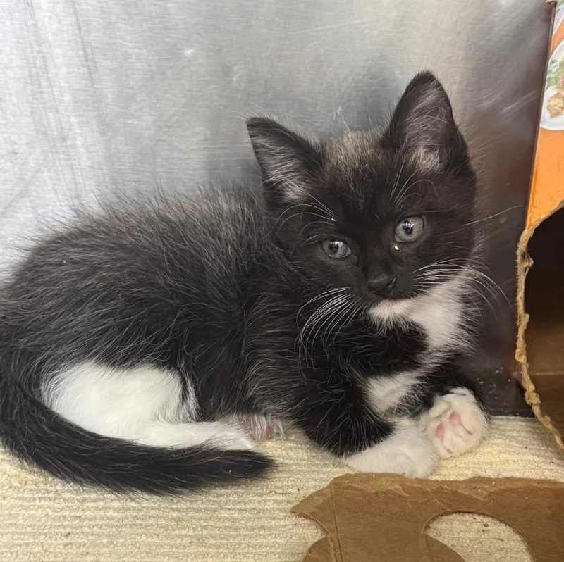 A baby medium-sized male Domestic Short Hair cat named Bart for adoption in Danielsville, GA