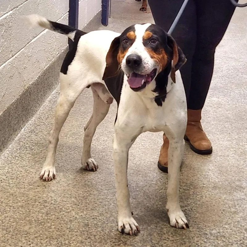 An adult large-sized male White / Cream Treeing Walker Coonhound dog named Blackjack Joe for adoption in Falls Church, VA