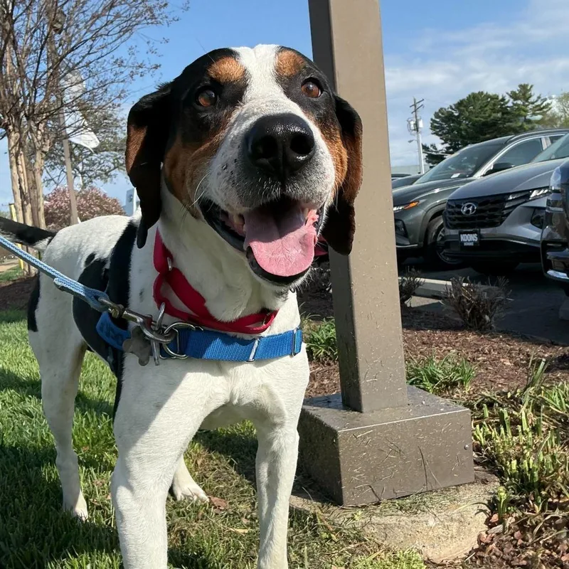 Blackjack Joe thumbnail 2