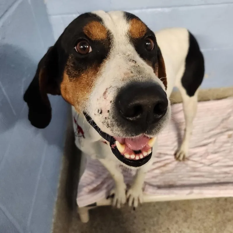 Blackjack Joe thumbnail 3