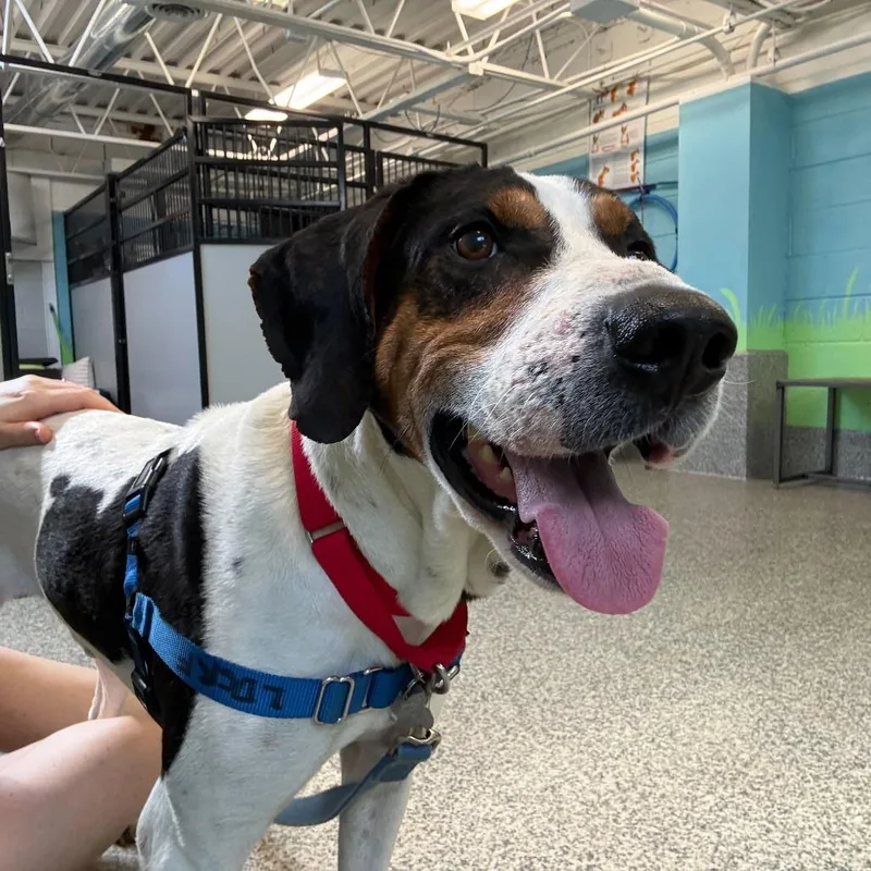 Blackjack Joe thumbnail 4