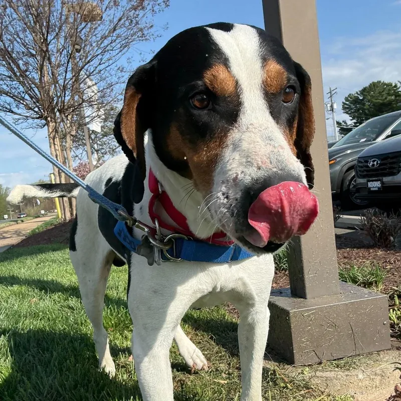 Blackjack Joe thumbnail 5