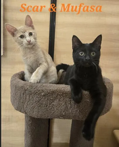 A baby medium-sized male Tabby (Orange / Red) Domestic Short Hair cat named Scar for adoption in oceanside, CA