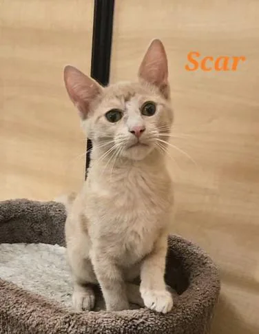 Scar thumbnail 2