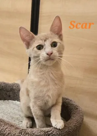 Scar thumbnail 3